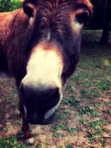 parkrun donkey