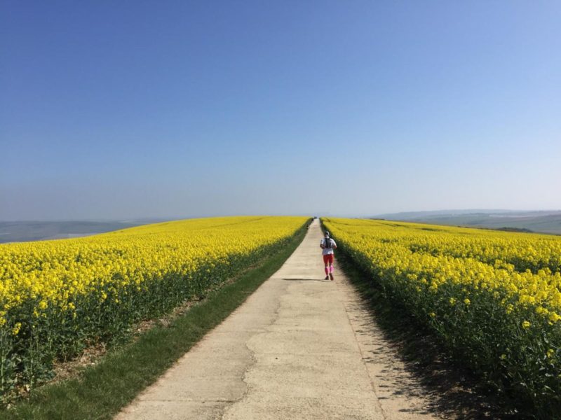 image - the yellow brick road